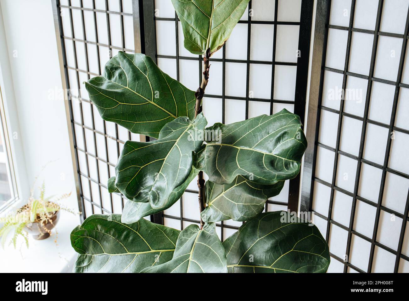 Natürliches Haus Pflanzen Sie den Feigenbaum mit den Geigenblättern, Ficus lyrata wächst im Wohnzimmer. Stockfoto