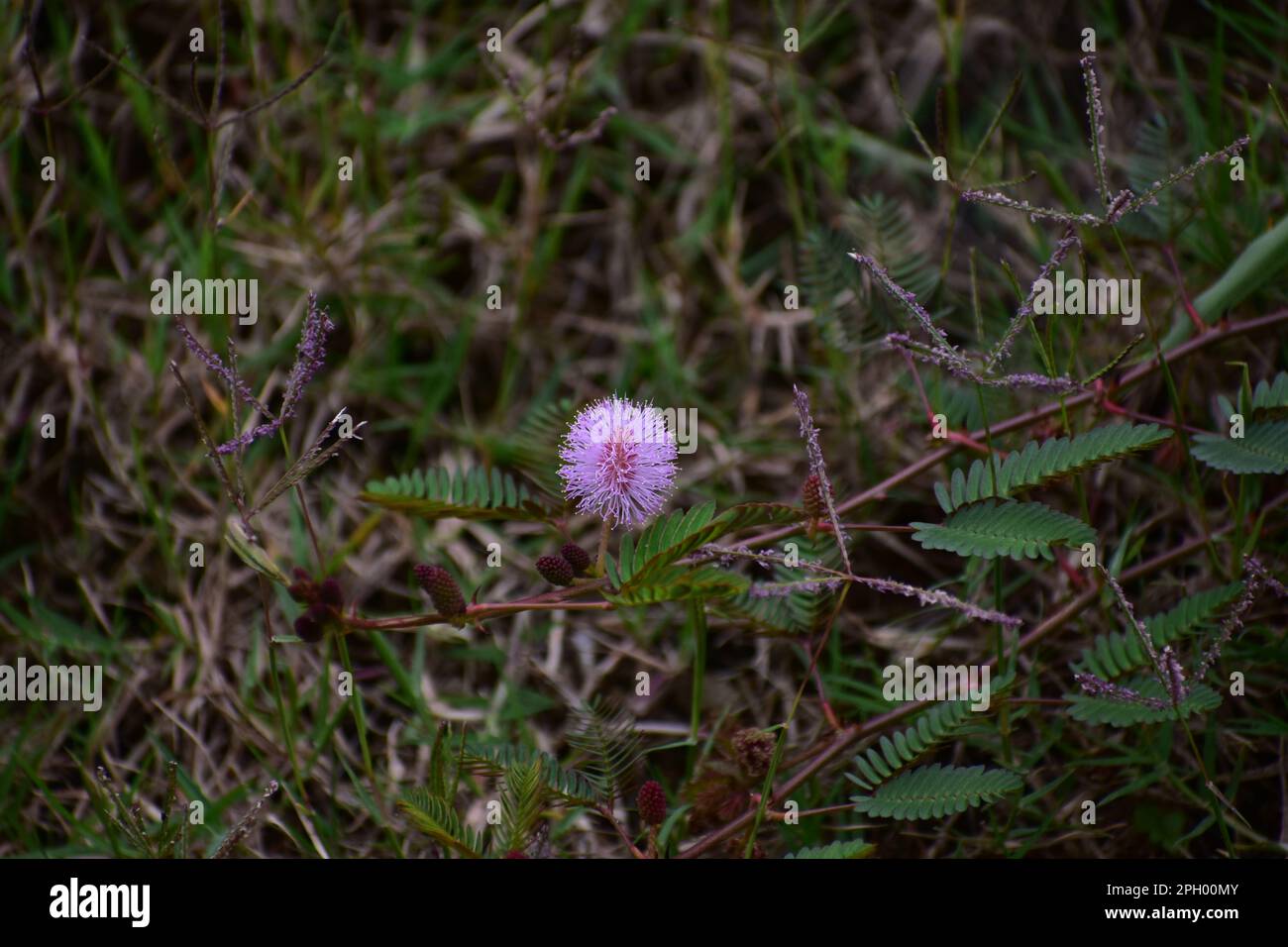 Eine Mimosablütenpflanze mit ihren Zweigen Stockfoto