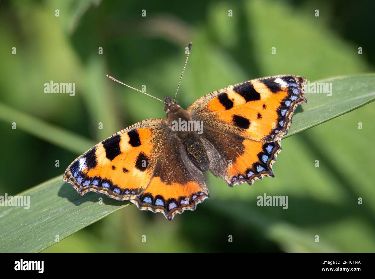 Kleiner Schildkrötenschmetterling, der auf einer breiten Grasklinge ruht Stockfoto