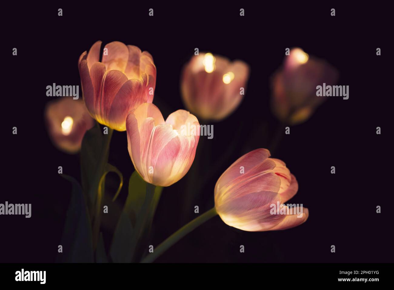 Das Konzept der Lampe aus Tulpen (Common Tulipa), beleuchtet durch künstliches Licht. Das Foto wurde am 26. Februar 2023 in Timisoara, Rumänien, aufgenommen. Stockfoto