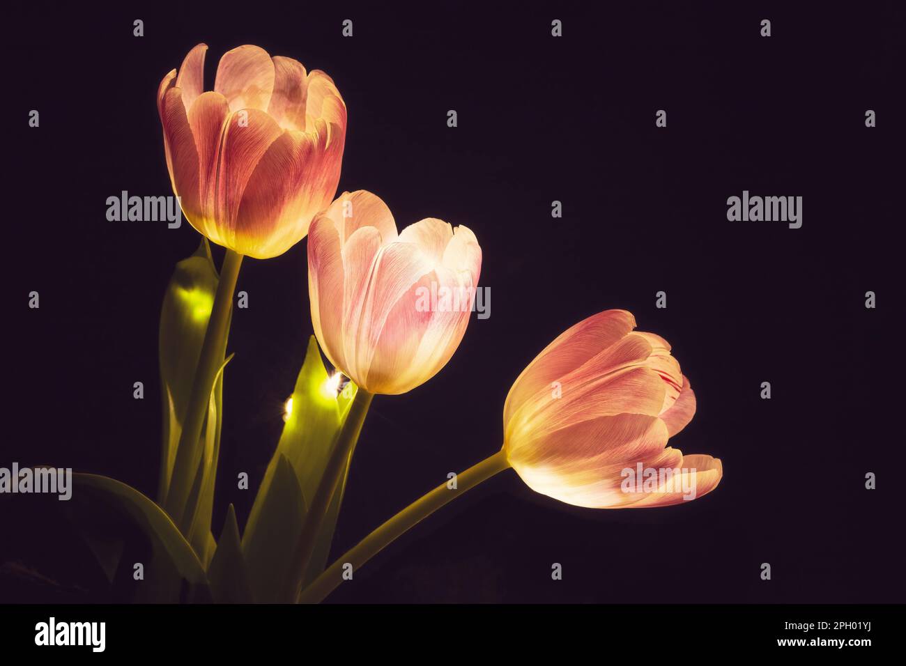 Das Konzept der Lampe aus Tulpen (Common Tulipa), beleuchtet durch künstliches Licht. Das Foto wurde am 26. Februar 2023 in Timisoara, Rumänien, aufgenommen. Stockfoto
