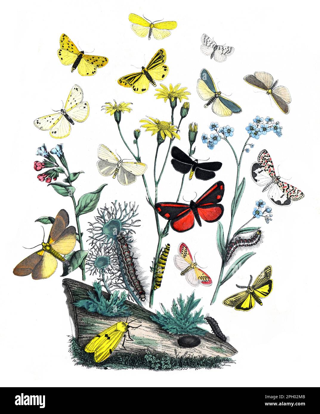 Schmetterlinge mit klassischem Textilmuster. Schmetterlinge mit altem Muster. Schmetterlinge Tapete. Ohne Text. Botanische Schmetterlinge. Lepidoptera Illustration. Stockfoto