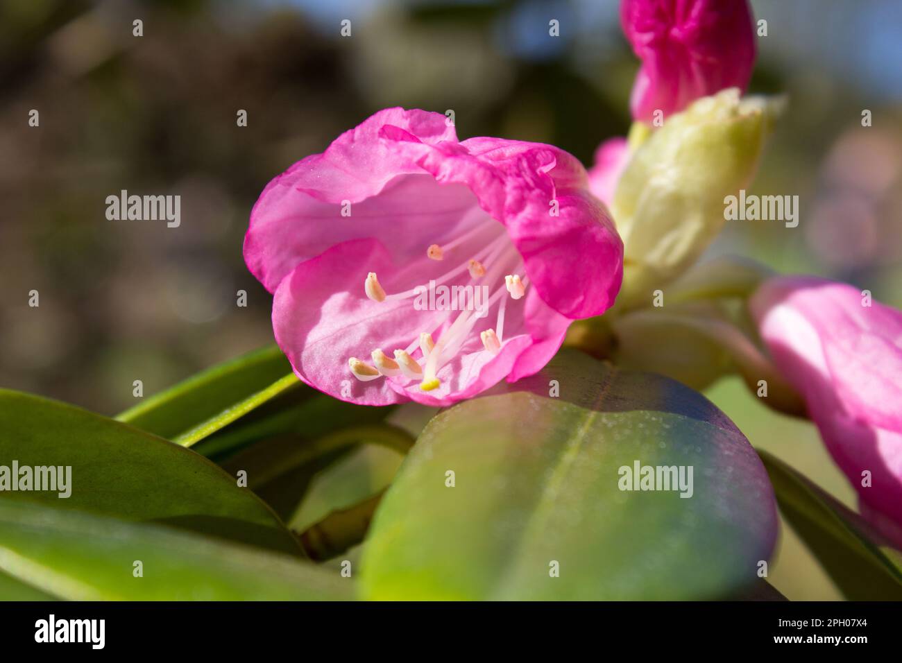 Blüten Blüten Rhododendron, Catawba Rhododendron Kultivar, Rhododendron catawbiense Stockfoto