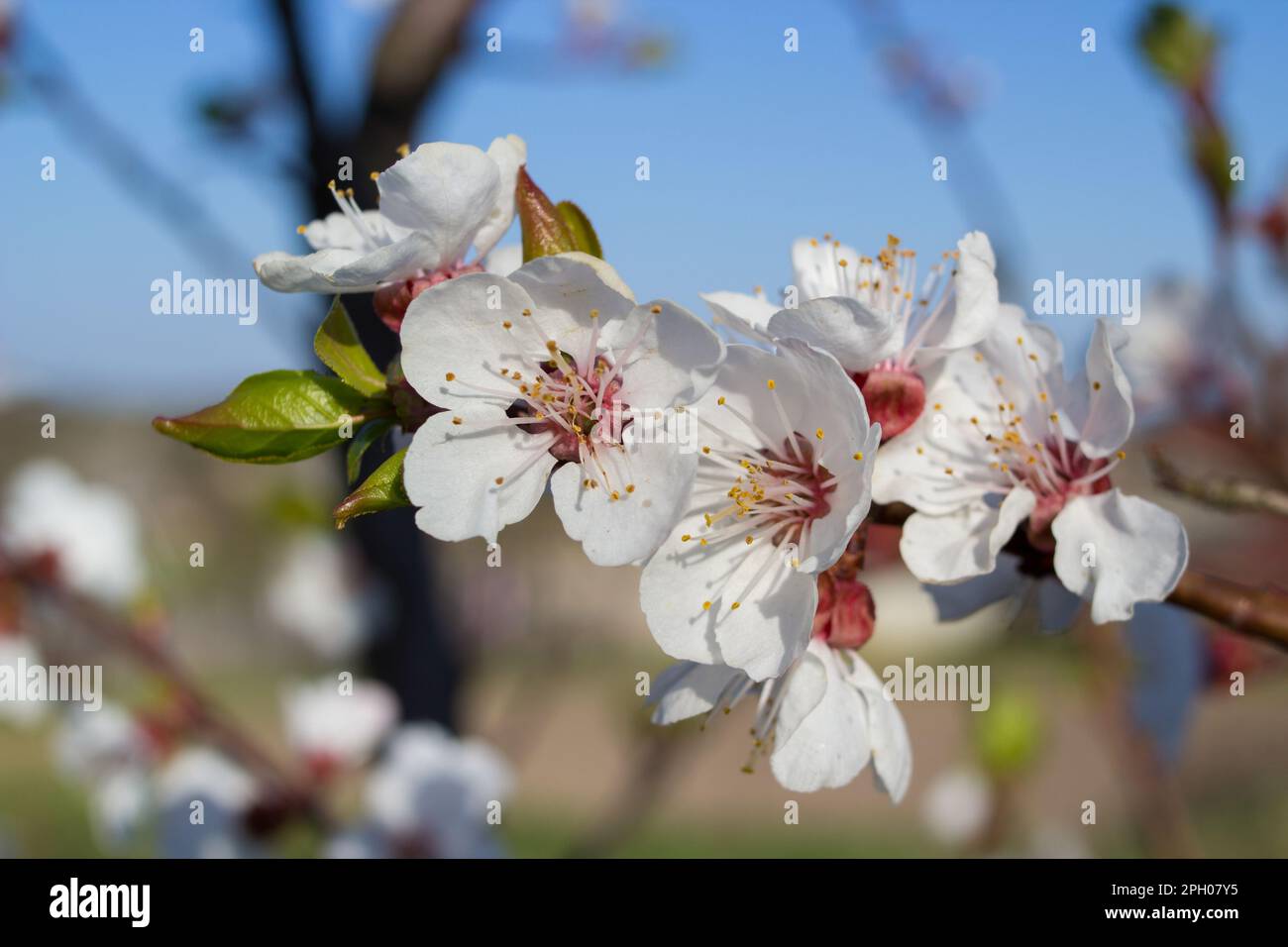 Aprikosenbaum Blüte Blume am blauen Himmel Stockfoto