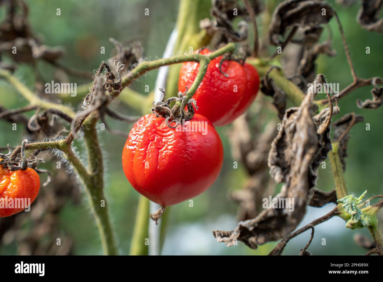 Tomaten verwelken aufgrund von heißem Wetter. Tomatenfrüchte sind von einer bakteriellen Erkrankung betroffen. Von Schädlingen verwelkte Tomaten. Herbsternte. Stockfoto