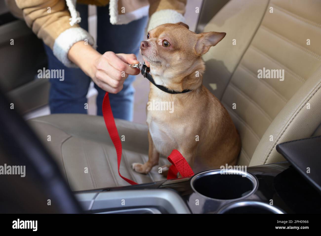 Besitzer mit niedlichem Chihuahua Hund im Auto, Nahaufnahme Stockfoto