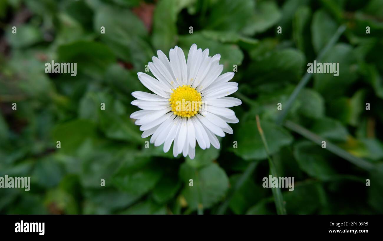 Einzelnes weißes Gänseblümchen auf einem leicht verschwommenen, grünen Boden. Minimalistische Nahaufnahme mit geringer Schärfentiefe und natürlichem grünem Hintergrund. Keine Personen. Stockfoto