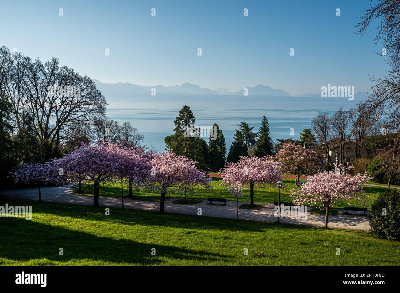 Blüte im Frühling. Landschaft mit Prunus Kwanzan rosa Blumen, Baum, Berg und See. Lausanne, Schweiz. Stockfoto
