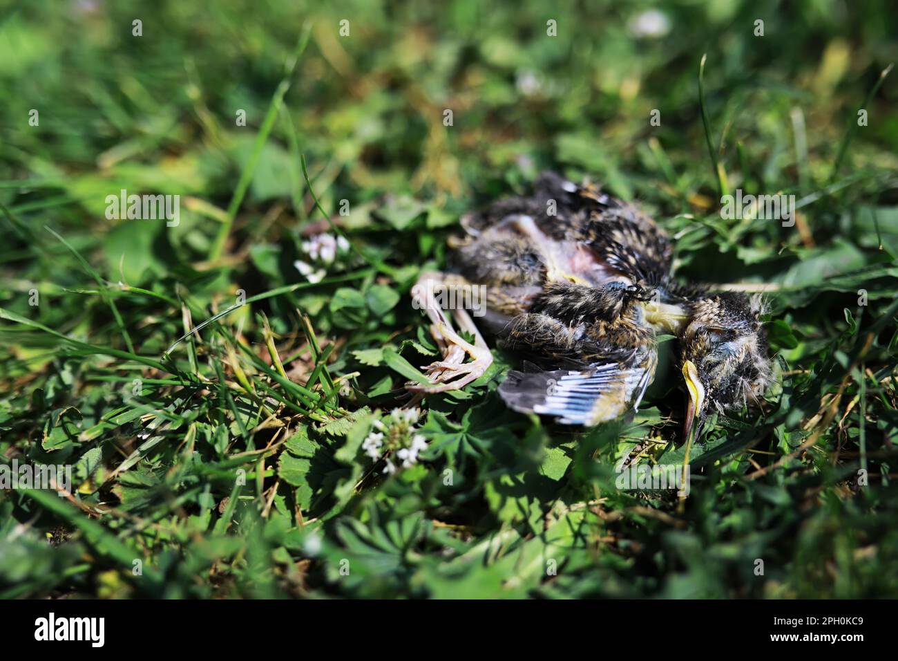 Vogelnest mit Nachkommen im Frühsommer. Eier und Küken eines kleinen Vogels. Starling. Füttert die Küken. Stockfoto