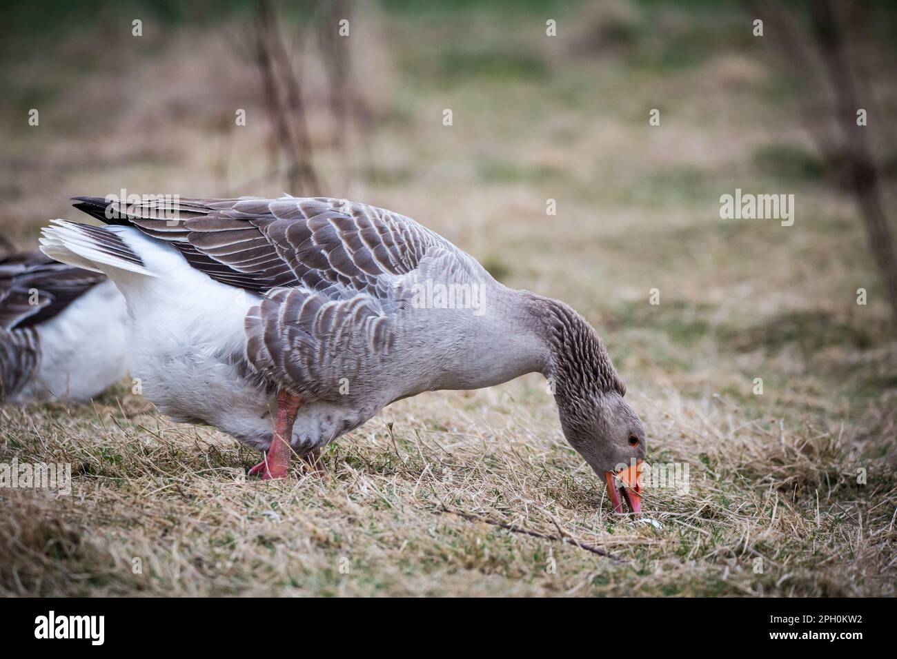 Weibliche Gans der Rasse 'Österreichische Landgans', eine vom Aussterben bedrohte Gänserasse aus Österreich Stockfoto