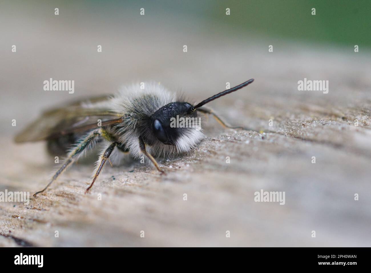Natürliche Nahaufnahme einer männlichen Clarkes Bergbaubiene, Andrena Clarkella, die Holz sitzt Stockfoto