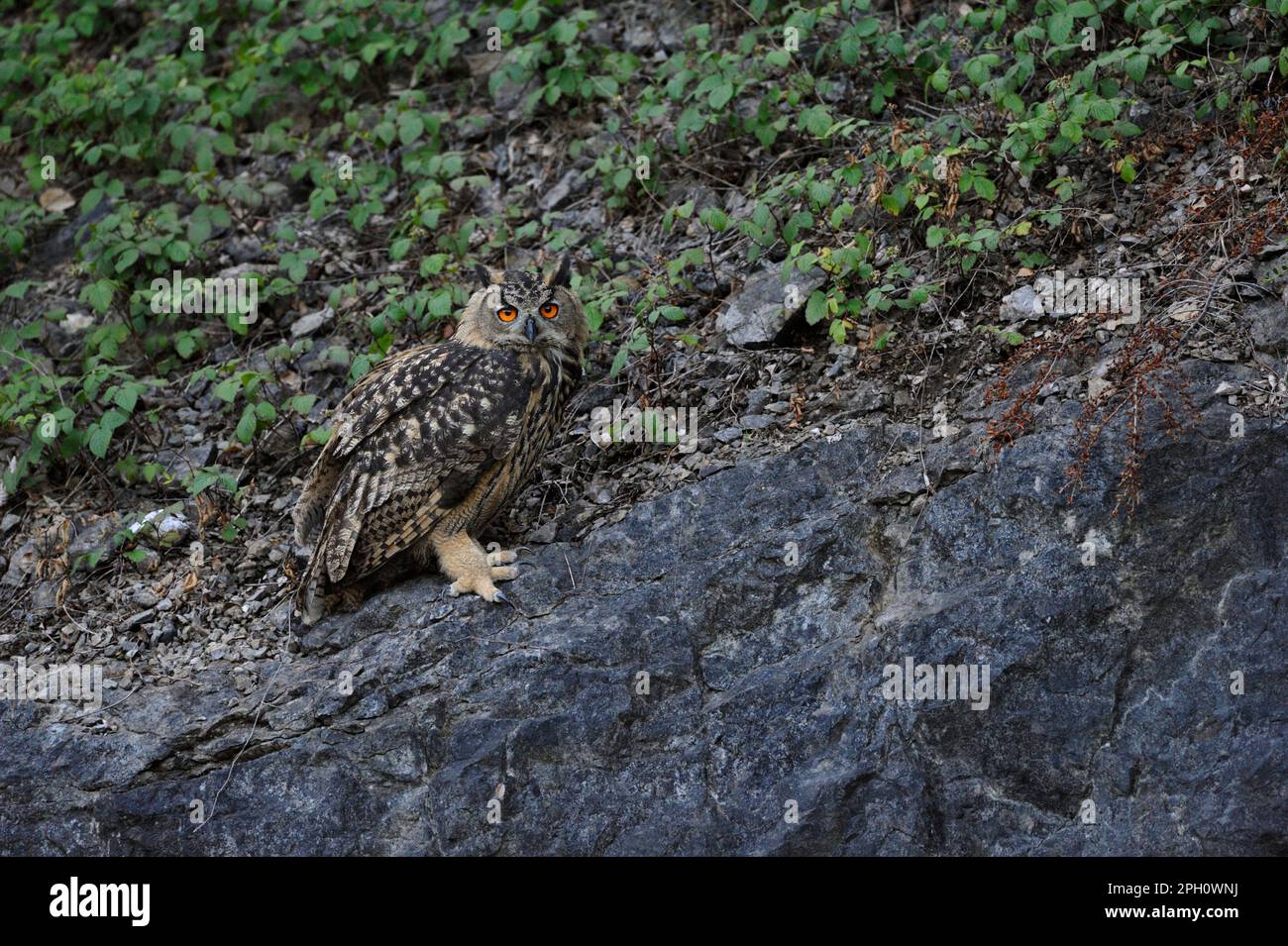 Junger Vogel... Europäische Adlereule in einem Steinbruch. Stockfoto