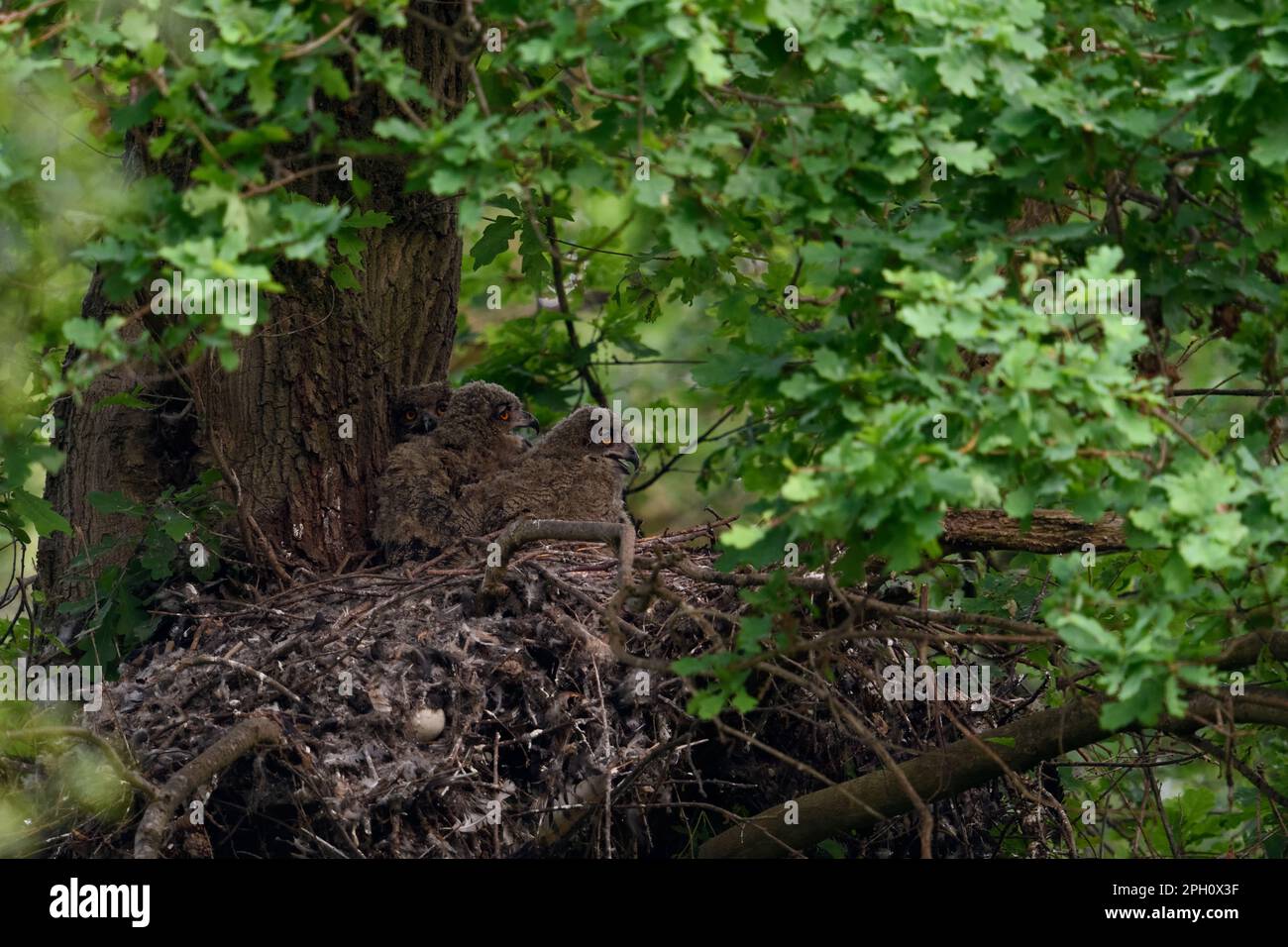 Ein aufmerksamer Blick... Europäische Adlereule ( Bubo Bubo ), Adlereule Nachwuchs, Nestlinge im Nest auf alten Goshawk-Augen. Stockfoto