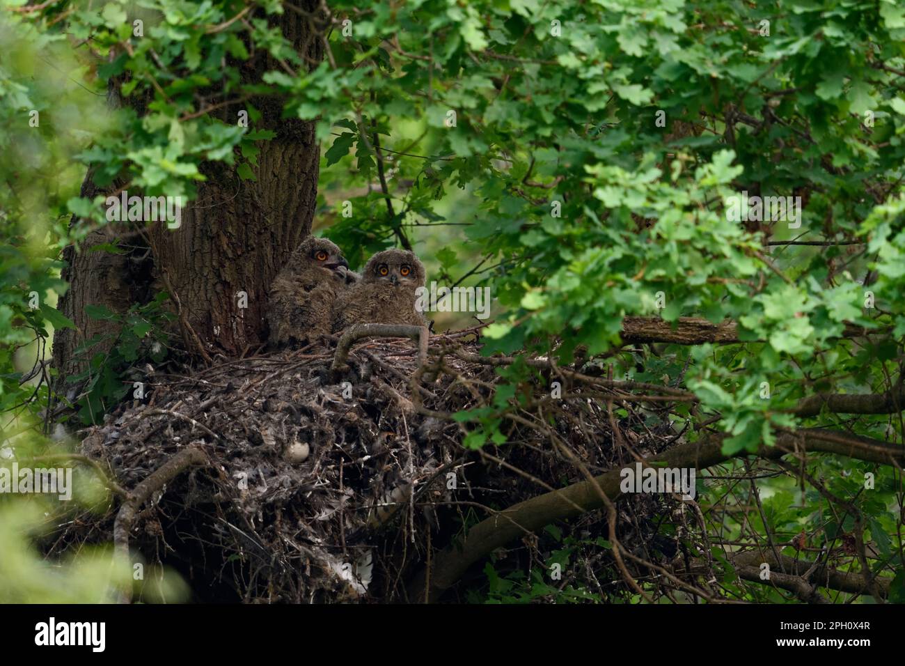 Bei Einbruch der Nacht... Europäische Adlereule ( Bubo Bubo ), junge Vögel in ihrem Nest auf einem alten Goshawk-Auge. Stockfoto