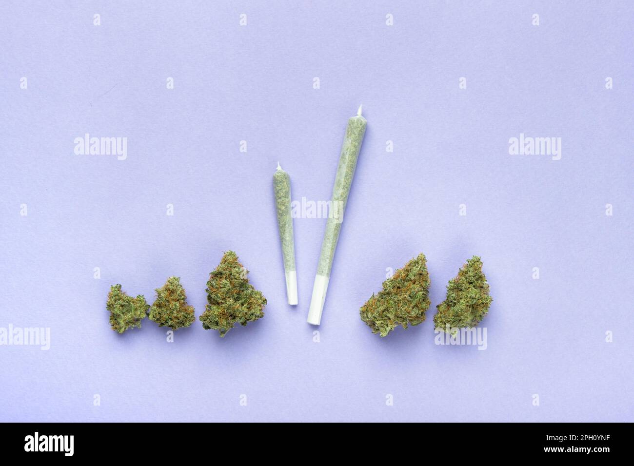 Zwei Gelenke verschiedener Größen aus transparentem weißem Papier liegen zwischen den trockenen Knospen von medizinischem Marihuana. Kopieren Sie auf lila Hintergrund den Bereich Stockfoto