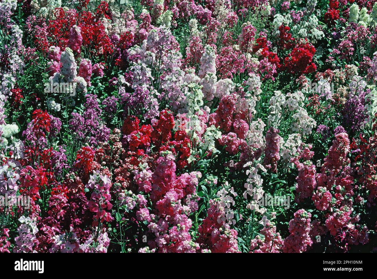 Australien. Tasmanien. Gartenblumen. Englische Aktien. (Matthiola incana) Stockfoto