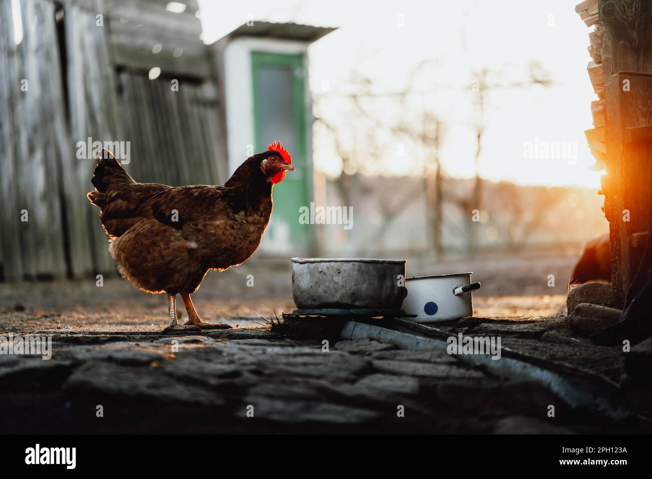 Braunes Hühnchen aus Freilandhaltung auf dem Dorfhof bei Sonnenuntergang. Ländliches Leben Stockfoto
