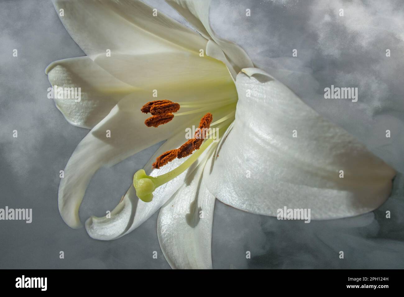 Ein künstlerisches Kompositbild, das eine Nahaufnahme einer weißen Lilie zeigt, isoliert vor einem rauchgrauen Hintergrund Stockfoto