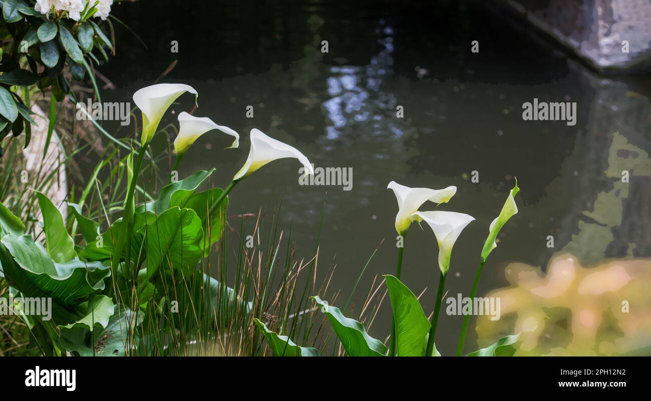 White Calla eine der beiden Pflanzen der Familie Arum im Park Monceau (wasserliebende Pflanze Mitte Mai) Stockfoto