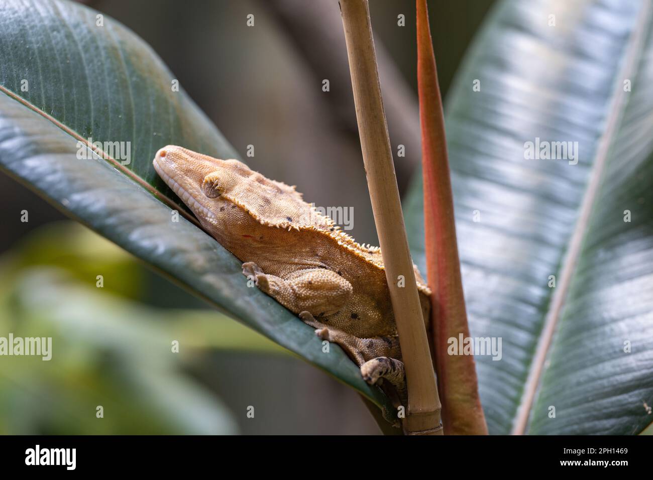 Nahaufnahme des Gelbbauchgecko (Correlophus ciliatus) Stockfoto