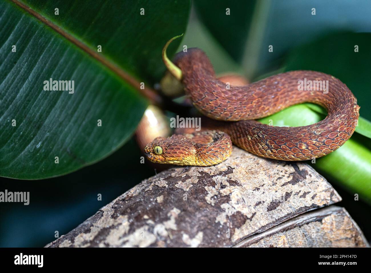 Nahaufnahme der Blattviper (Atheris squamigera) Stockfoto