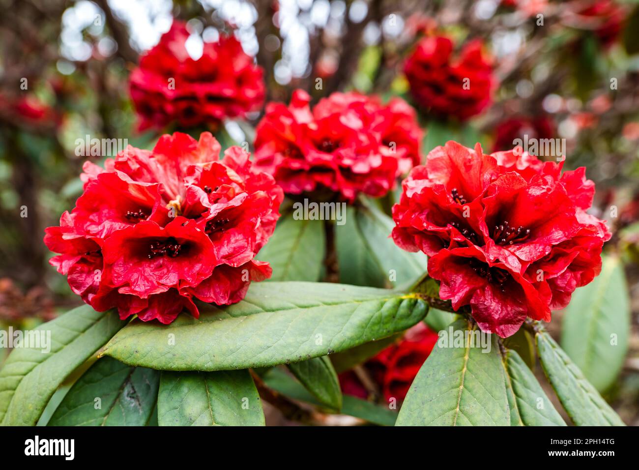 Nahaufnahme großer roter Blumen Rhododendron Argipeplum, Royal Botanic Garden, Edinburgh, Schottland, Großbritannien Stockfoto
