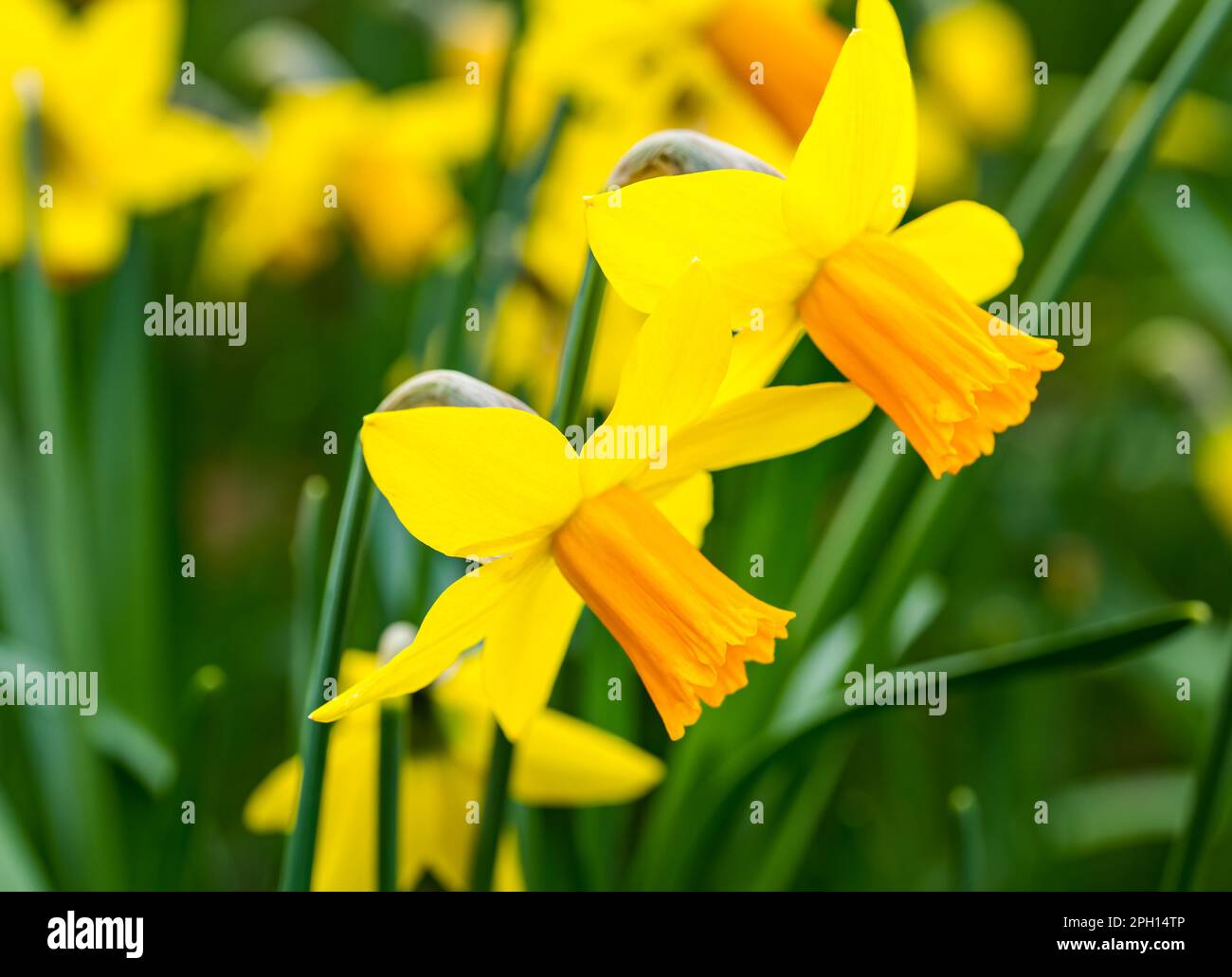Nahaufnahme von gelben und orangefarbenen Narzissen (Narcissi oder Narcissus) oder im Frühling, Schottland, Großbritannien Stockfoto