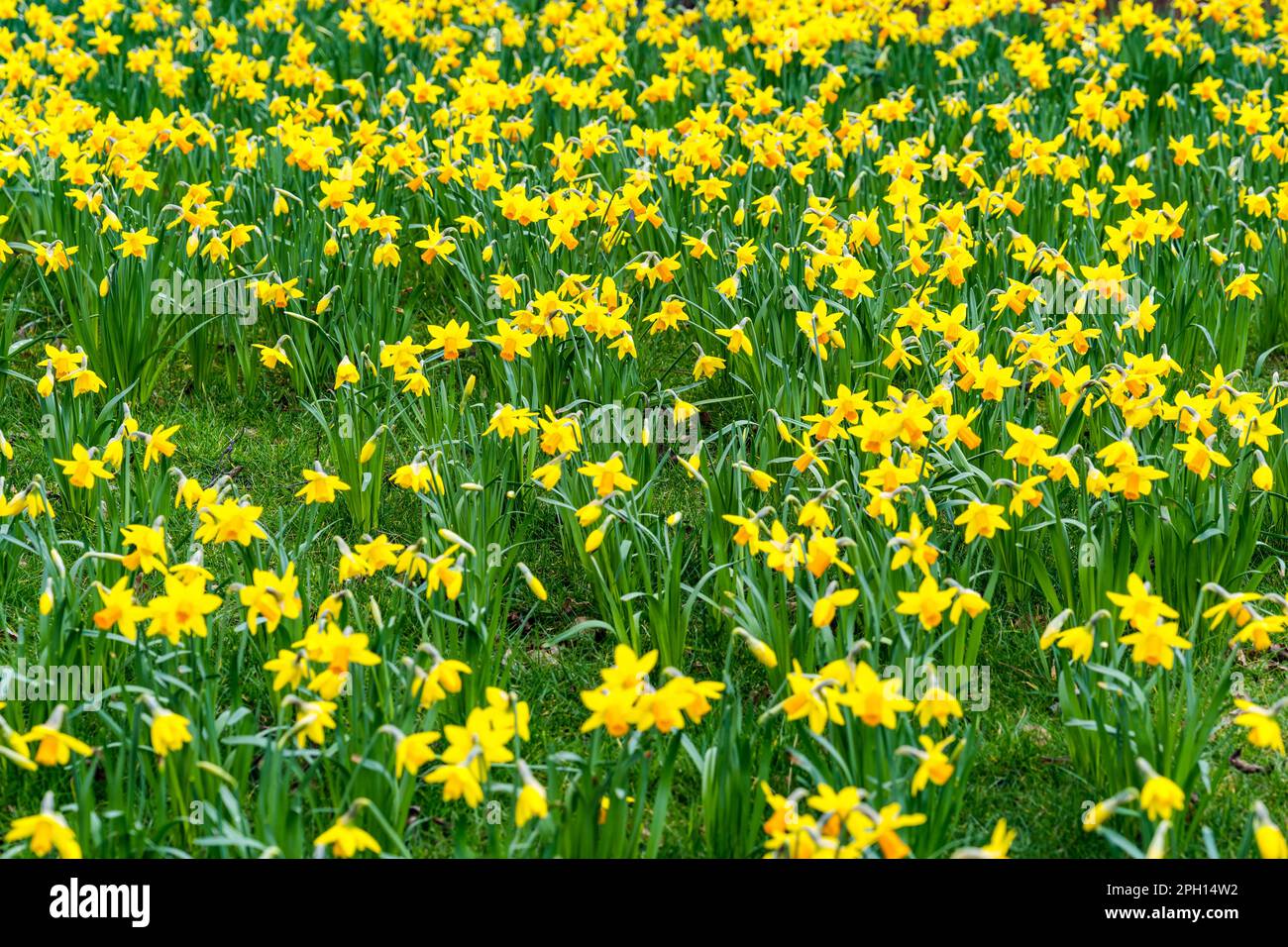 Narzissenbett (Narcissi oder Narcissus) oder im Frühling, Schottland, Großbritannien Stockfoto