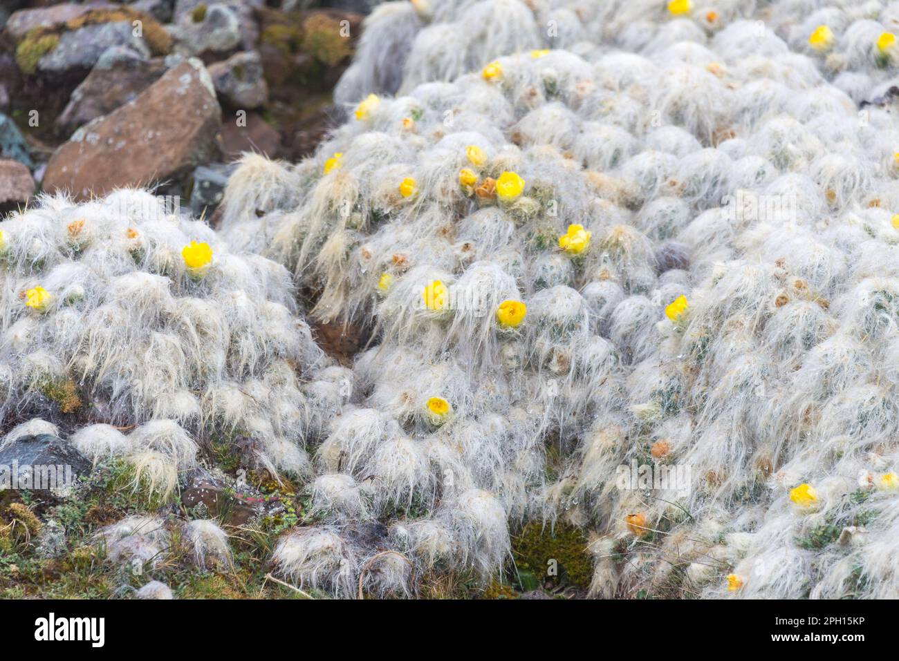 Schneebedeckte Vegetation mit gelben Blumen auf dem Berg mit 7 Farben, Peru Stockfoto