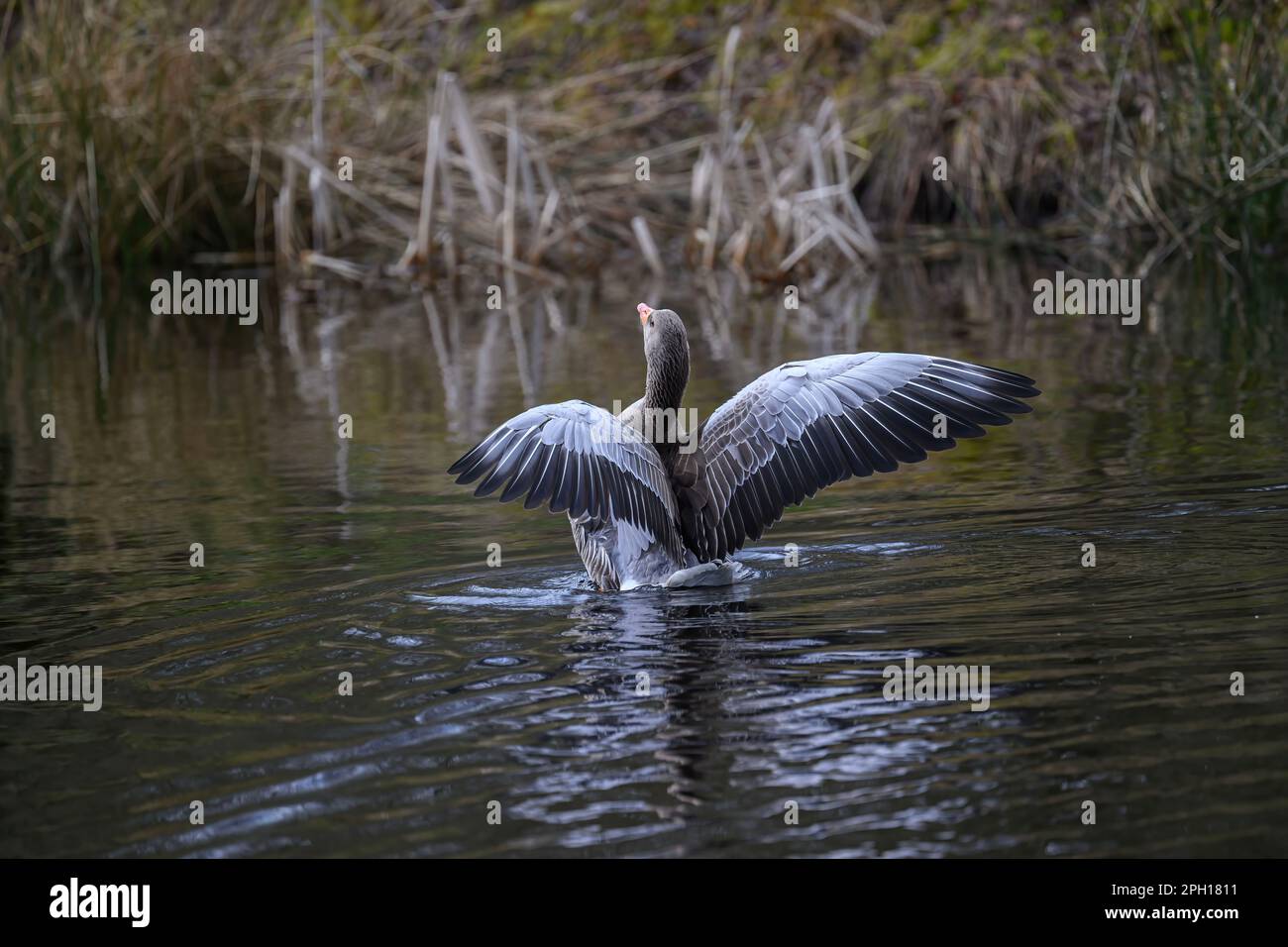 Gänsegrauhai (Anser anser) Flügelflattern, auf einem kleinen ländlichen Teich, Dumfries, Südschottland Stockfoto