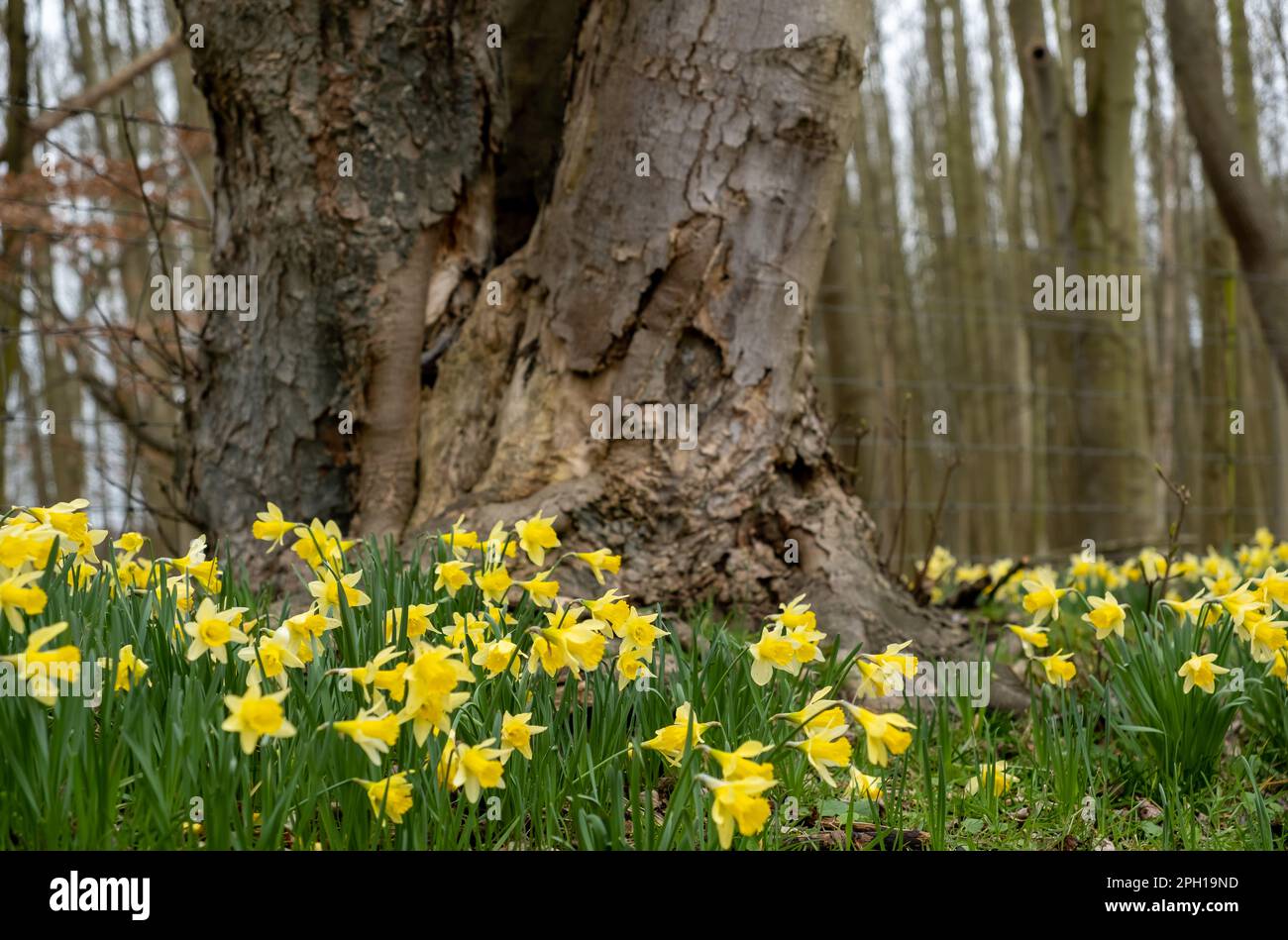 Enges und selektives Augenmerk auf wilde Narzissen in einem ländlichen Waldgebiet Stockfoto