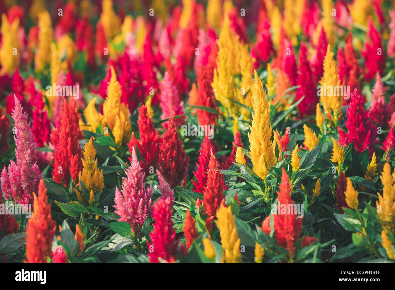 Farbenfroh mit Celosia argentea oder Plumed Hahnenkamm blühen im Garten, Blumengarten Konzept Stockfoto
