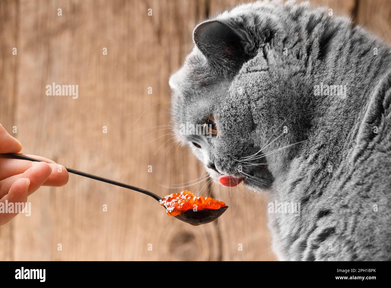 Eine graue britische Katze isst gerne roten Lachskaviar aus einem schwarzen Löffel auf Holzhintergrund. Die Katze isst Meeresfrüchte. Stockfoto