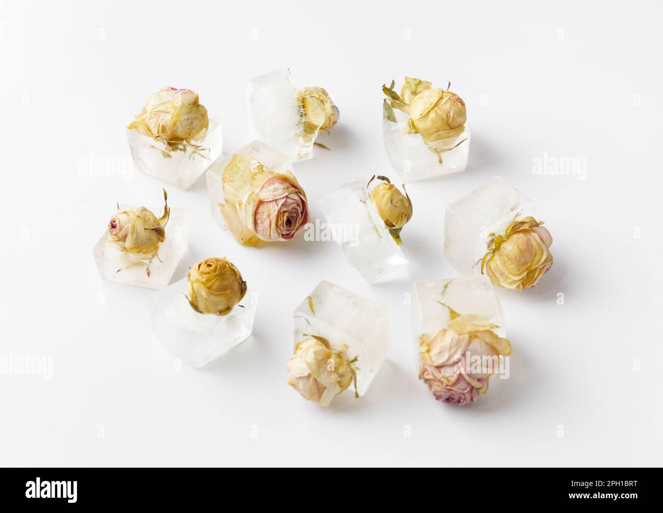 Konzeptionelle Zusammensetzung Rosenknospen in Eiswürfeln auf weißer Isolation, Rosen gefroren in Eis. Stockfoto