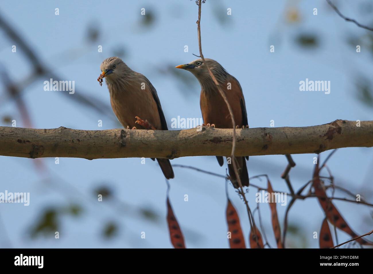 Der Kastanienschwanzstar oder die grauköpfige Myna. In Bangla heißt es "Kath salik". Ist ein Mitglied der Starling-Familie. Es handelt sich um einen Bewohner oder einen Teil davon Stockfoto