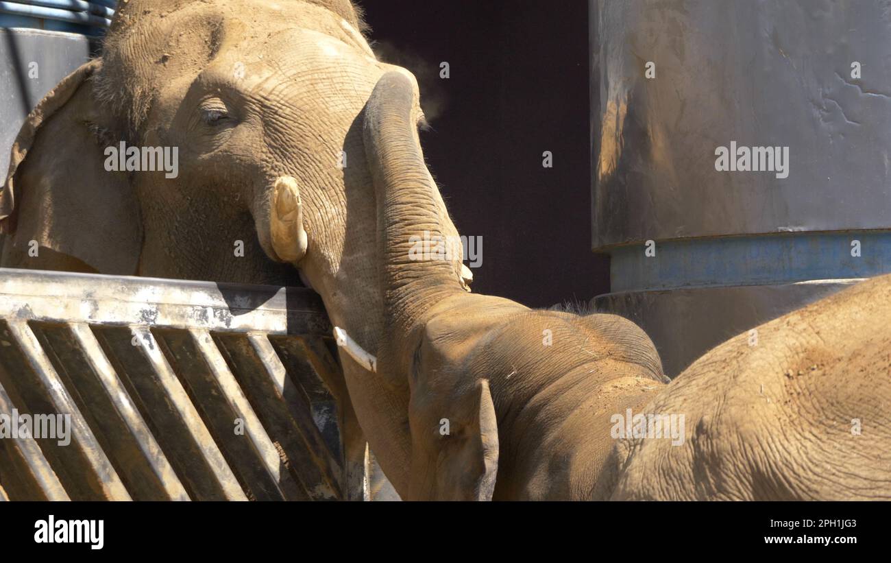 MOSKAU - 27. SEPTEMBER: Moskauer Zoo Asiatische Elefanten Mutter und Baby laufen am 27. September 2019 in Moskau, Russland. Stockfoto
