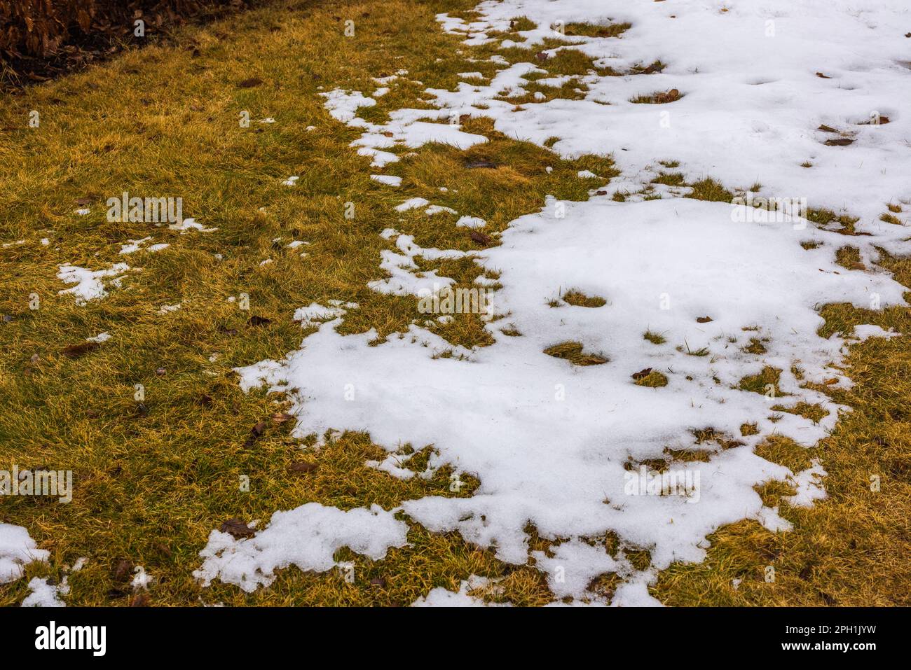 Frühlingsblick auf die Überreste von geschmolzenem Schnee auf gelbem Rasen im Garten. Stockfoto