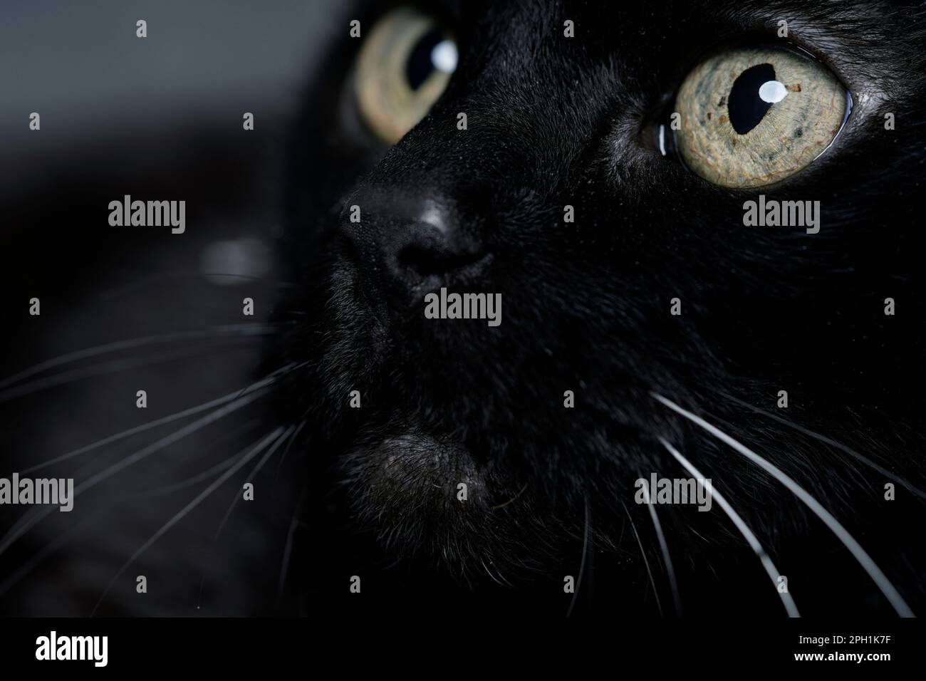 Schwarzes Katzenmakro mit grünen Augen Stockfoto