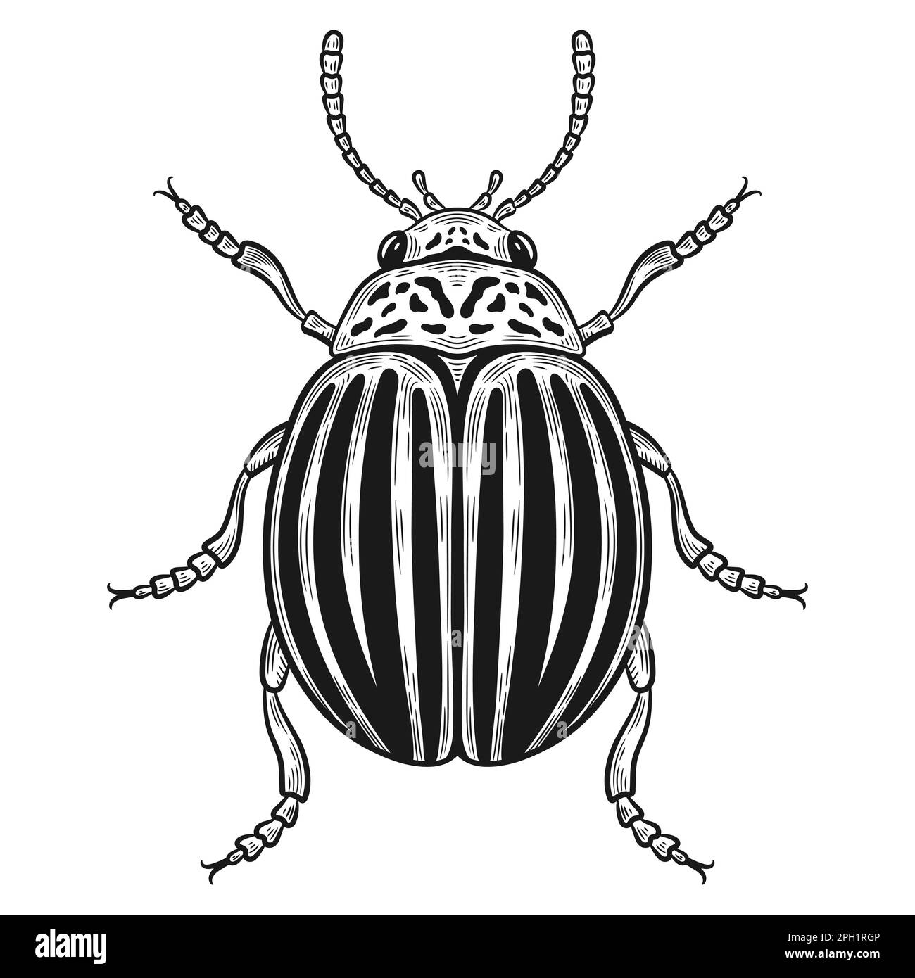 Gestreifter colorado Kartoffelkäfer, Leptinotarsa decemlineata schädliche Insektenskizze. Schädlingsbekämpfung bei Gartenpflanzen. Fliegendes Parasitentier. Vektor Stock Vektor