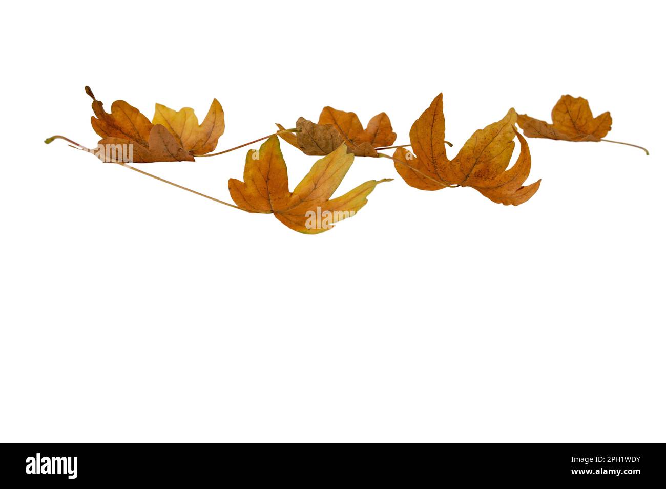 Gefallene trockene braune Ahornblätter, auf weiß isoliert. Herbstsaison. Stockfoto