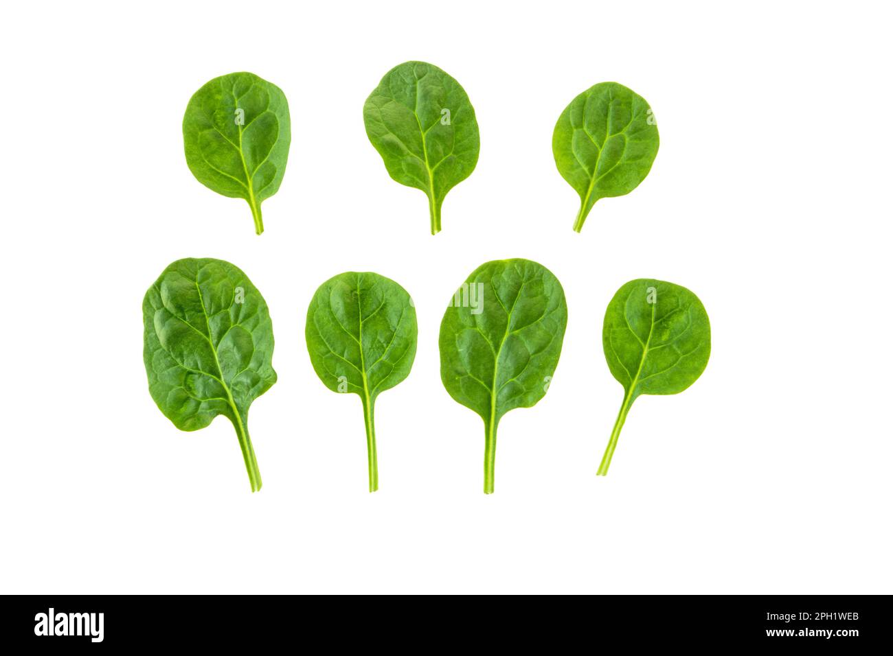 Baby-Spinat-Blätter isoliert auf weiß. Gesundes Essen Stockfoto