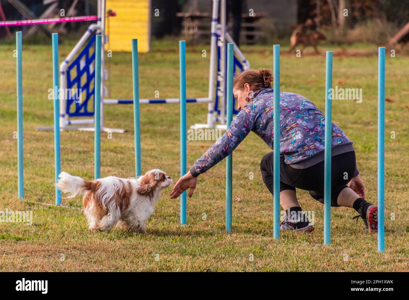 LYSA NAD LABEM, TSCHECHISCHE REPUBLIK - 26. SEPTEMBER 2021: Hund und Handler an Webstangen während des Agilitätswettbewerbs in Lysa nad Labem, Tschechische Republik Stockfoto