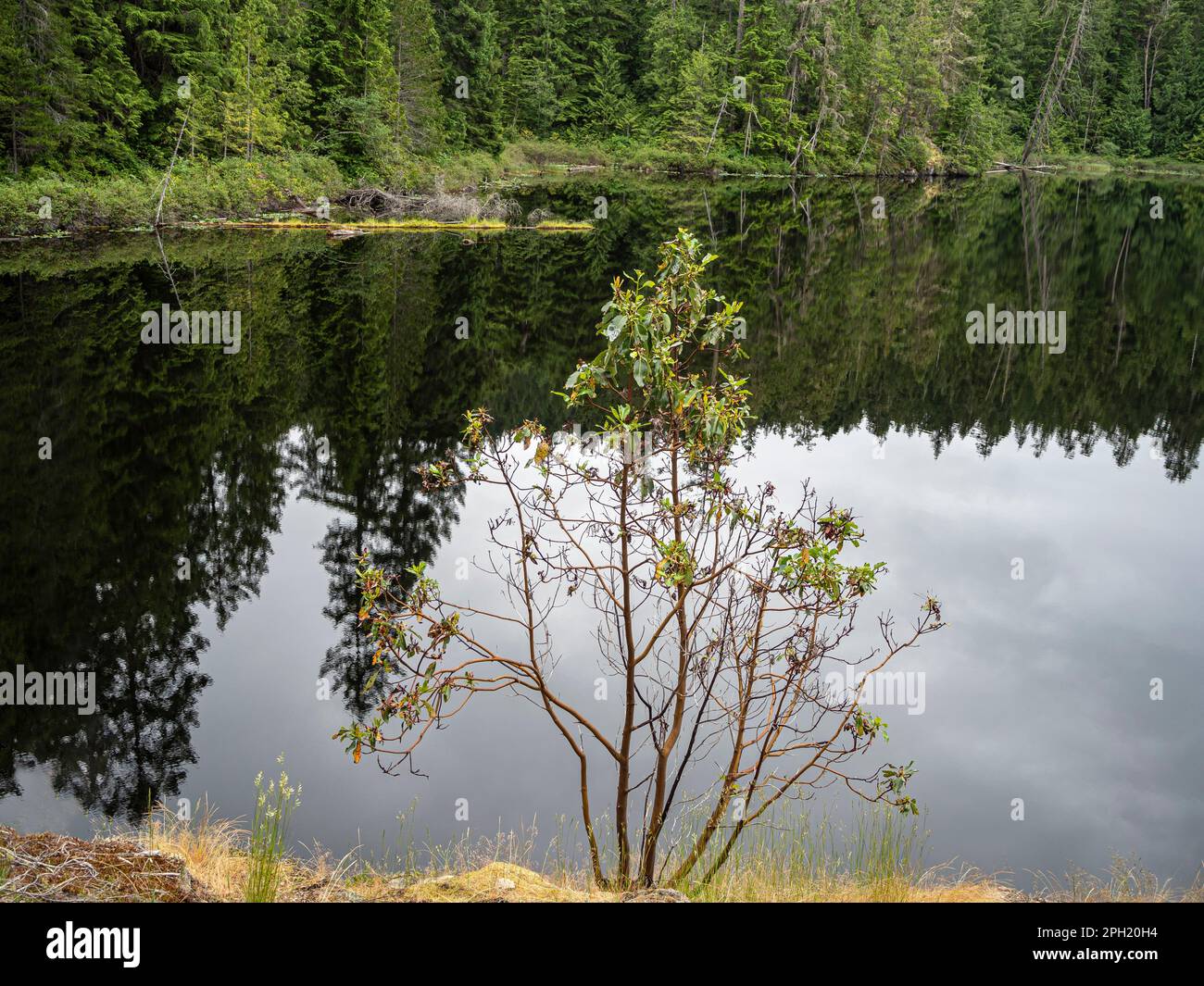 BC00665-00...BRITISH COLUMBIA - Reflexion im ruhigen Wasser des Wednesday Lake, der sich am Sunshine Coast Trail im Malaspina Provincial Park befindet. Stockfoto