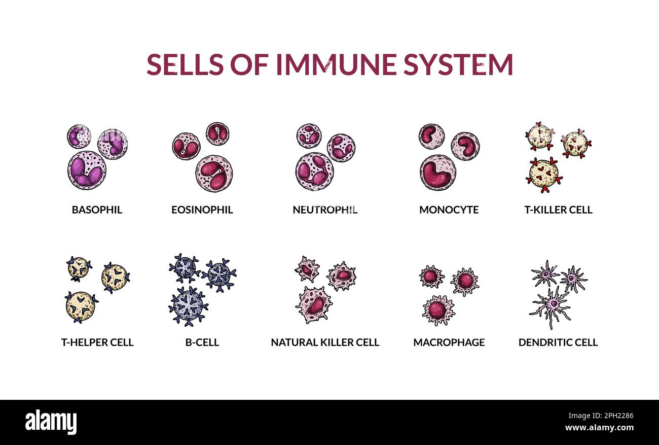 Zellen des adaptiven Immunsystems. Menschliche Zellen mit Namen. Wissenschaftlich-mikrobiologische Vektordarstellung im Skizzenstil. BLUTZELLULAERE Komponenten Stock Vektor