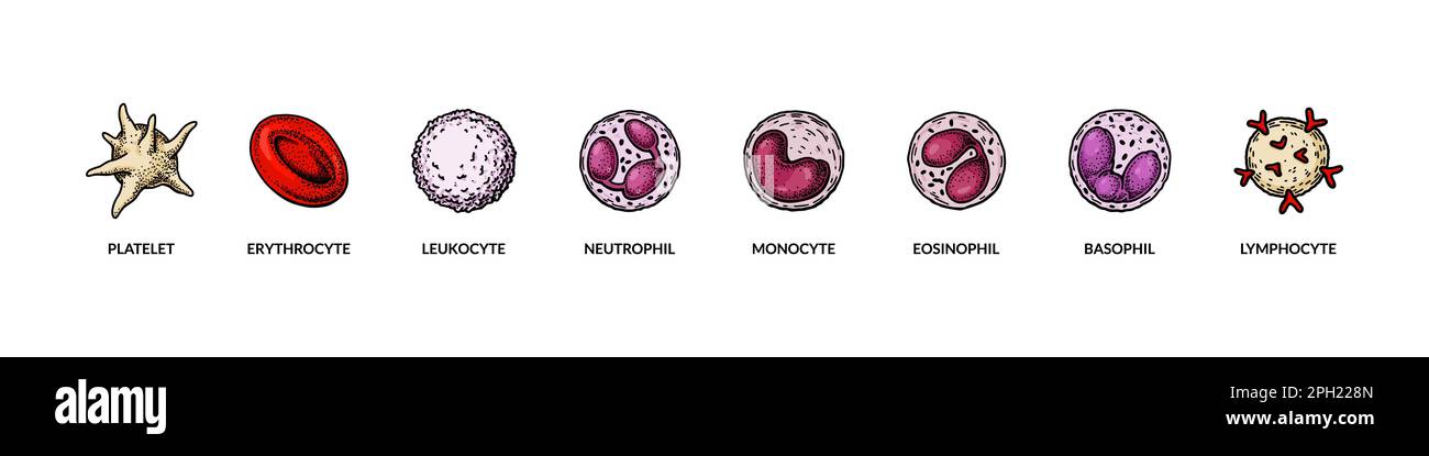 Blutzellen auf weißem Hintergrund isoliert. Wissenschaftlich-mikrobiologische Vektordarstellung im Skizzenstil Stock Vektor