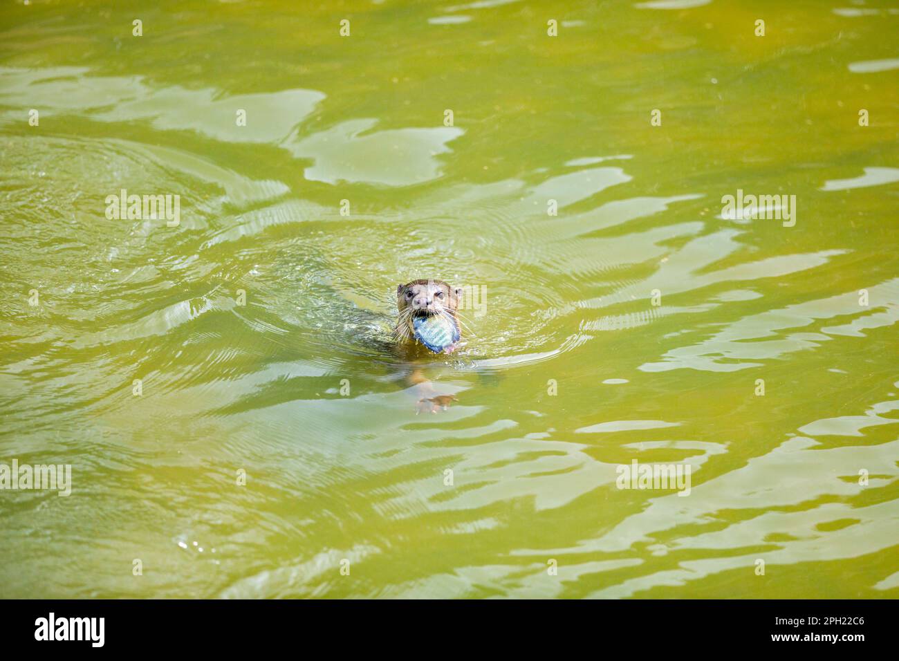 Junger, glatt beschichteter Otter, der einen frisch gefangenen Tilapia-Fisch in seinem Maul hält, während er an den Rand des städtischen Flusses schwimmt, um zu essen, Singapur Stockfoto