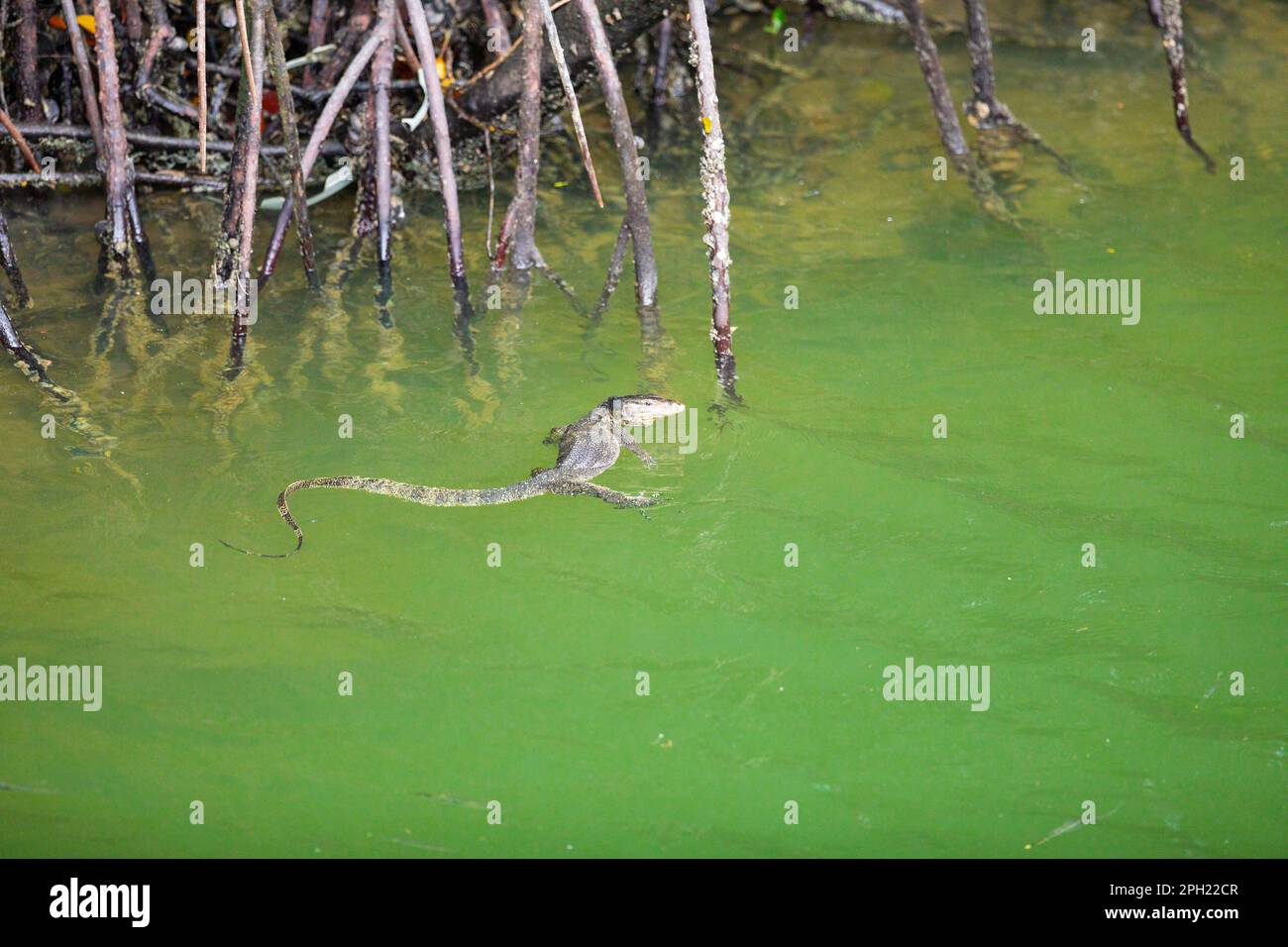 Eine malayanische Wasserechse schwimmt im grünen Wasser zwischen dem Wurzelsystem eines Mangrovenwaldüberrestes in Singapur. Stockfoto