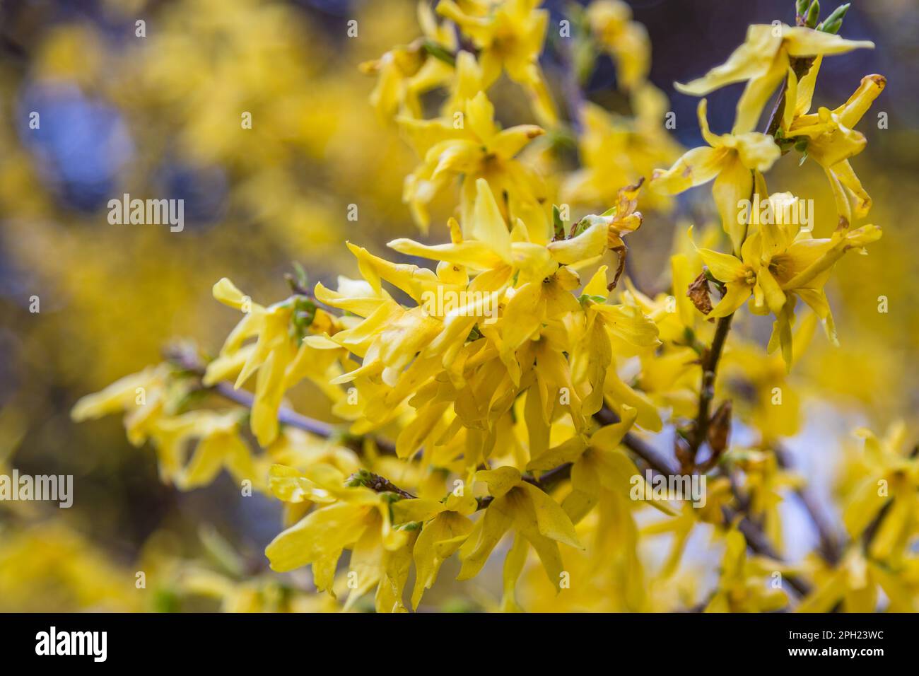 Gelbe Forsythienblüten, ein Zierstaub von Gartenursprung. Norwood Grove Park, Croydon, London. UK. Stockfoto