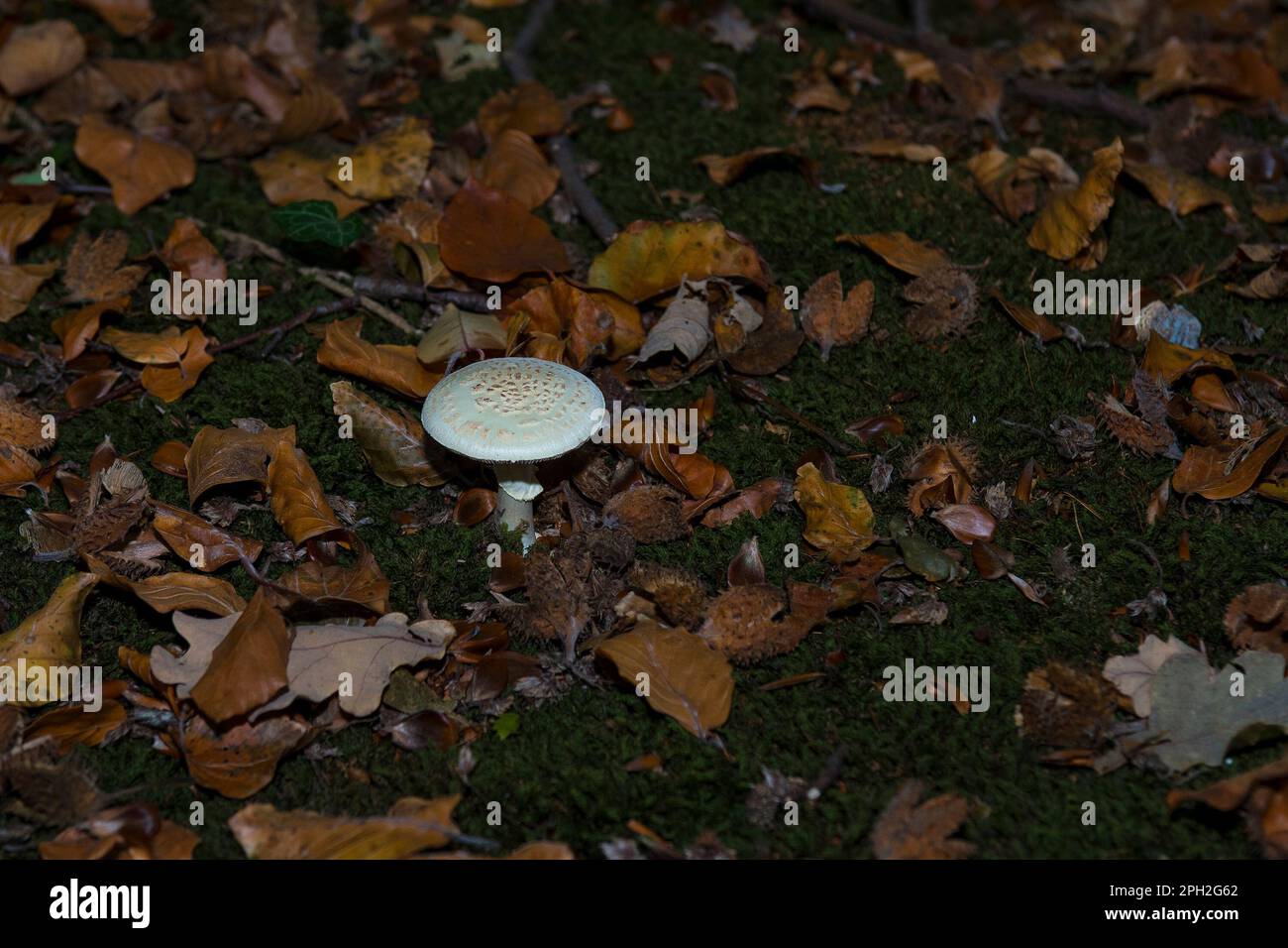 Falsche Todeskappe (Amanita citrina), die zwischen Blättern und Beechnuts (Fagus sylvatica) in einem Wald wächst Stockfoto