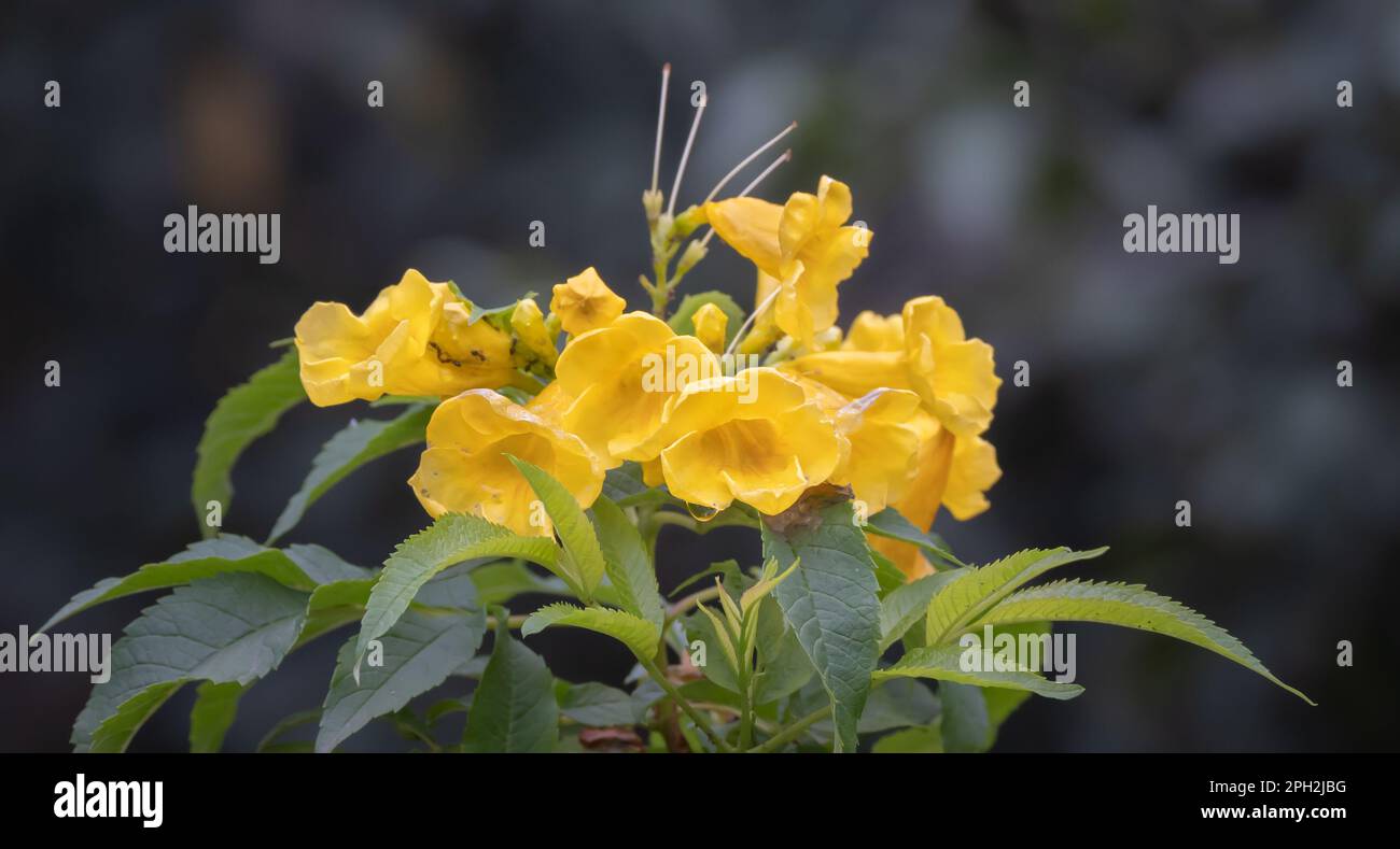 Tecoma Stan ist eine Art von blühendem Stauden in der Trompetenfamilie Bignoniaceae, die in Amerika heimisch ist. Zu den gebräuchlichen Namen gehören Stockfoto